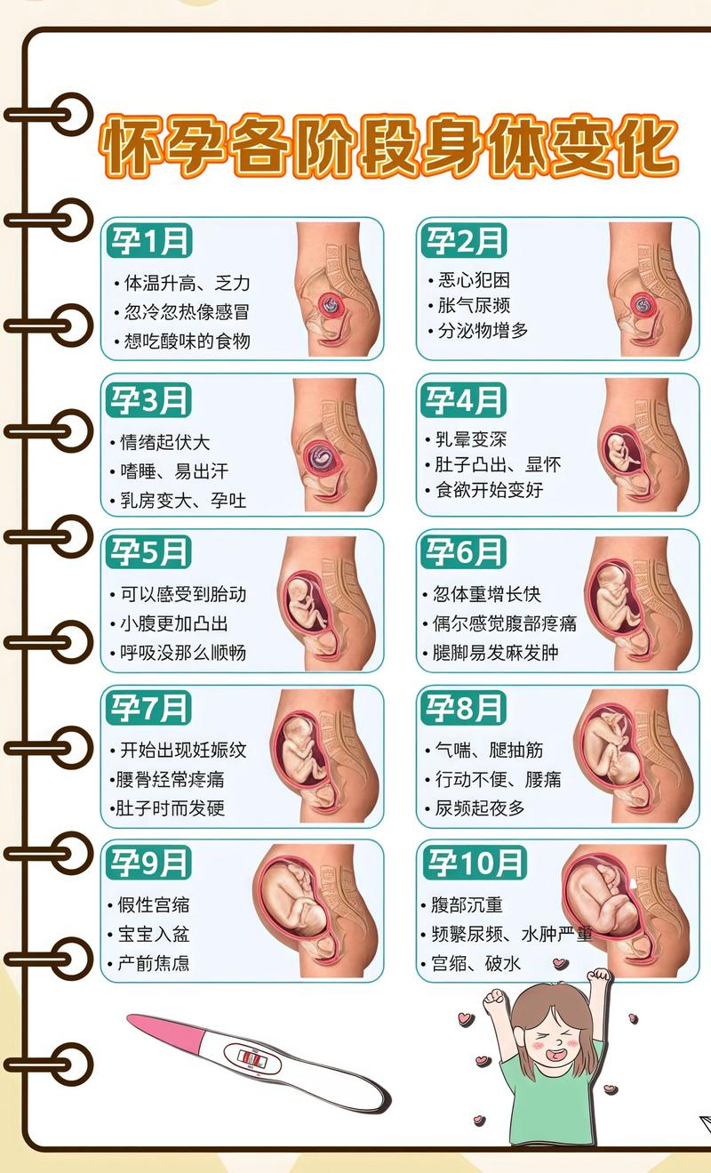 揭秘供卵代孕妈妈怀孕小腹分两节，孕期变化的奥秘五指山代生机构: